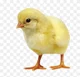 Baby Chick