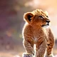 Lion Pride