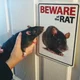 Rat Exterminator