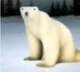 Polar bear 2026