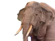 Maxine the Elephant