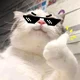 Cool cat