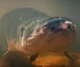 Arapaima gigas