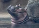 Fiona the hippo 