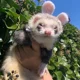 your ferret