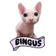 Bingus