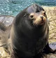 TACOMA the sea lion 