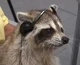 Podcast With Raccoon