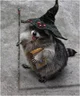 Wizard Raccoon