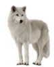 Alastik tundra wolf