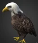 bald eagle