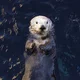 Rosa the Sea Otter 