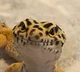 Sudz-leopard gecko