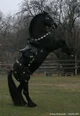 Black Horse