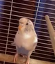 Skye the budgie