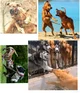Dogs Fighting