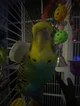 Star the budgie