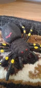 Spider Andrey