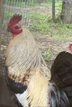 Nigel the rooster