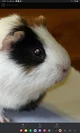 Guinea Pig