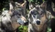 Adopting a wolf