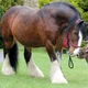 Brown Draft Horse 