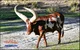 Ankole Cattle