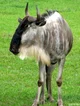 Blue Wildebeest 