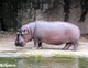 Nile Hippopotamus 