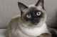 Siamese cat