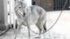 Wolf adoption center
