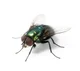 a random fly