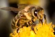 Worker bee