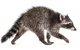 Raccoon 9999