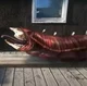 Meat Snake