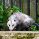 Opossum 