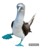 blue footed booby