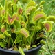 Venus flytrap