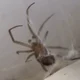 Hungry the spider