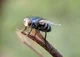 black fly