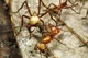 Army ants