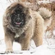 Caucasian Shepherd