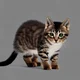 Kitten