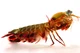 mantis shrimp