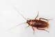 American Cockroach 