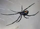 Black widow spider