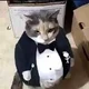 FAT ASS TUXEDO CAT