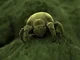 Dust mite