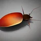 cockroach