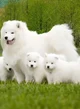Samoyed family